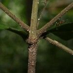 Cordia sprucei Other