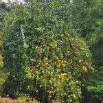 Itea ilicifolia Агульны выгляд