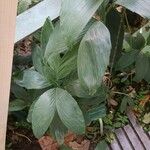 Chamaedorea ernesti-augusti Leaf