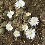 Lithops karasmontana Leaf