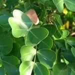 Haematoxylum campechianum Blad