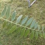 Amorpha fruticosa Leaf