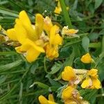 Genista sagittalis പുഷ്പം