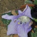 Mandragora autumnalis 花