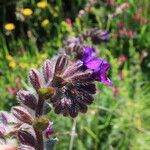 Anchusa officinalisFlower