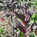 Penstemon digitalis Leaf