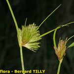 Carex bohemica Плід