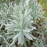 Lavandula dentata Leaf