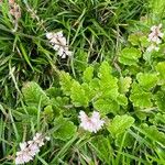 Francoa appendiculata Lorea