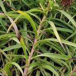 Inula ensifolia Hoja