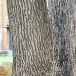 Acacia auriculiformis বাকল