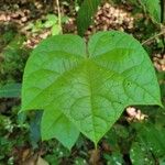 Disciphania lobata Leaf