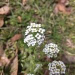 Lobularia maritimaBlomst