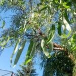 Salix matsudana Blatt