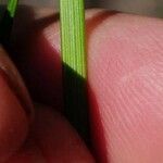 Carex pallescens Leaf