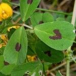 Medicago arabica ഇല