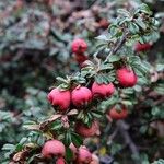 Cotoneaster microphyllus 果