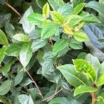 Cotoneaster simonsii Συνήθη χαρακτηριστικά