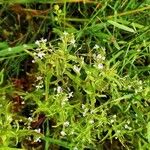 Veronica catenata Flor