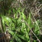 Cirsium monspessulanum पत्ता