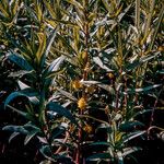 Lysimachia thyrsiflora Habit