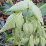 Helleborus foetidusBlüte