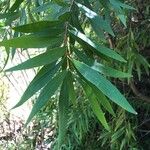 Hakea salicifolia Blatt