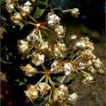 Ceanothus jepsonii Flor