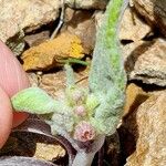 Adenostyles leucophylla Flower