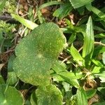 Hydrocotyle verticillata Leaf