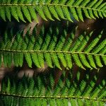 Dicksonia antarctica Leaf