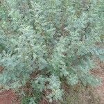 Indigofera arrecta Leaf