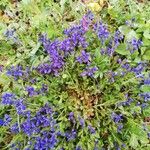 Polygala alpina Flors