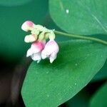 Symphoricarpos albus 花