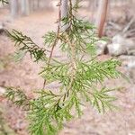 Chamaecyparis thyoides Leaf