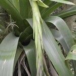 Tillandsia australis Habitus