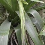 Tillandsia australis Habit