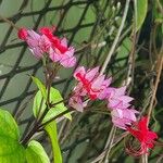 Clerodendrum umbellatum Flor