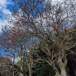 Erythrina lysistemonLeaf