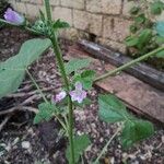 Malva multifloraBlüte