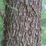 Prosopis velutina Corteza