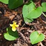 Viola sempervirens Hábito