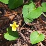 Viola sempervirens आदत