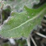 Biscutella arvernensis Jani