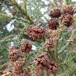 Cryptomeria japonica ফল