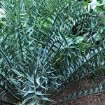 Encephalartos horridus Hábitos