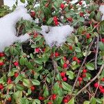 Cotoneaster dammeri Blatt