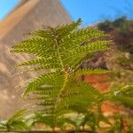 Dicksonia antarctica 葉