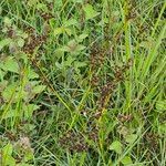 Juncus anceps Habit
