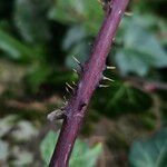 Rubus elegantispinosus ᱪᱷᱟᱹᱞᱤ